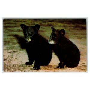 Adorable Black Bear Cubs Photo Postcard - Canadian Rockies Wildlife Vintage